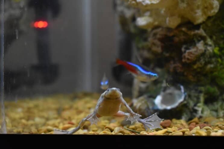 Afrikansk dvärggroda och neontetra
