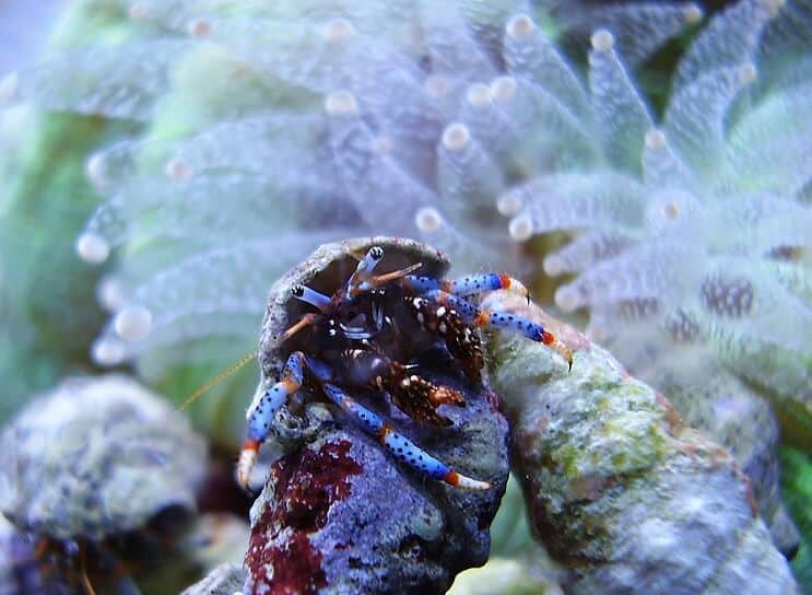 The Blue Leg Eremit Crab