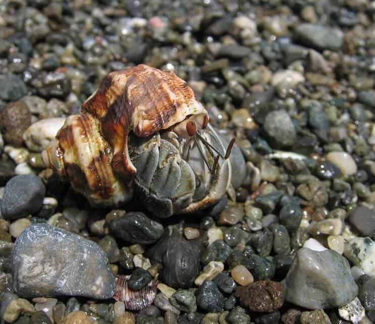 Ecuadoriansk eremitkrabba
