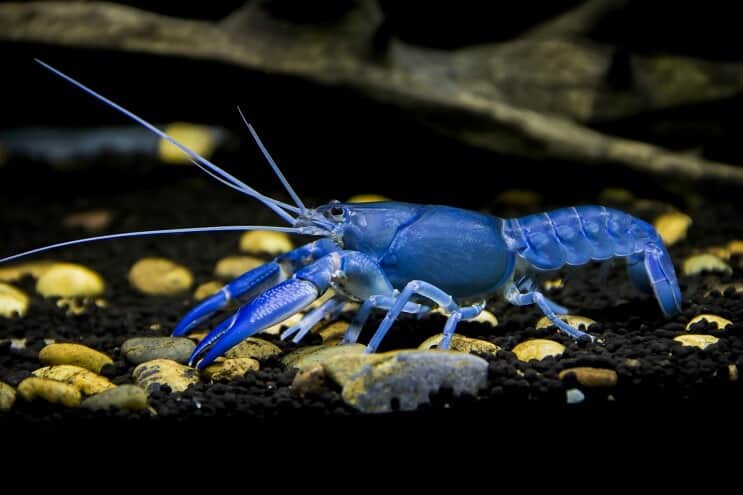 Kräftor Cherax förstörare