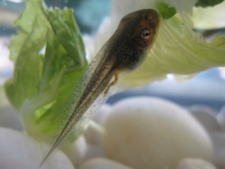 Tadpole i ett akvarium