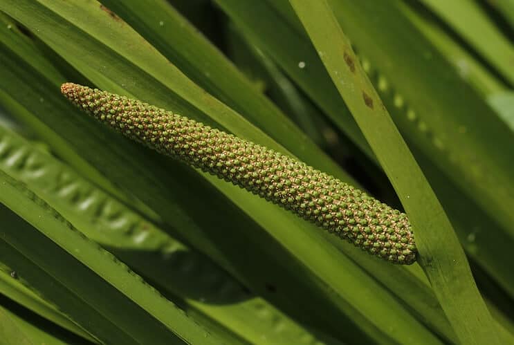 Söt flagga