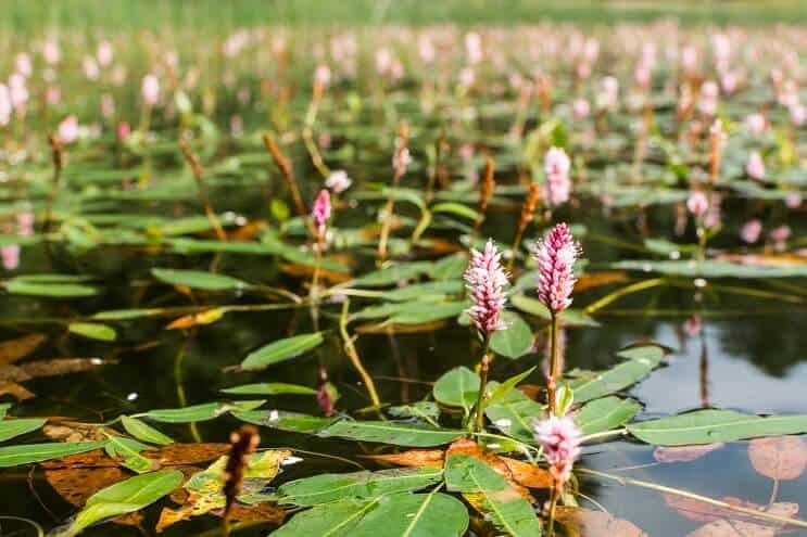 Vatten Smartweed