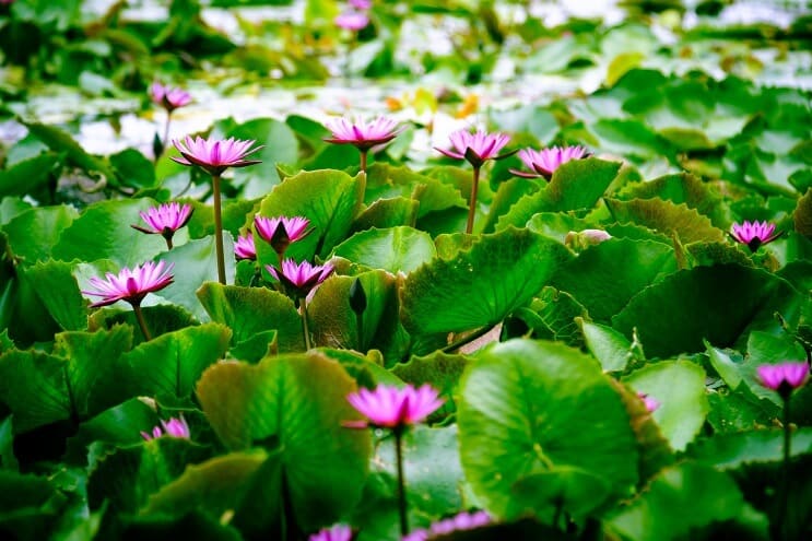 Vatten Lotus