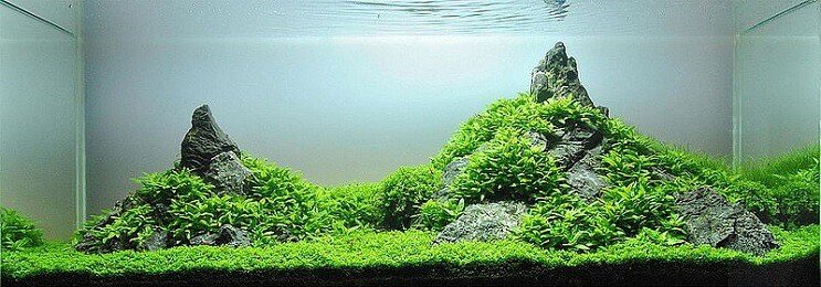 Staurogyne repens utseende