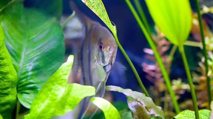 Amazonas svärd och ängelfisk