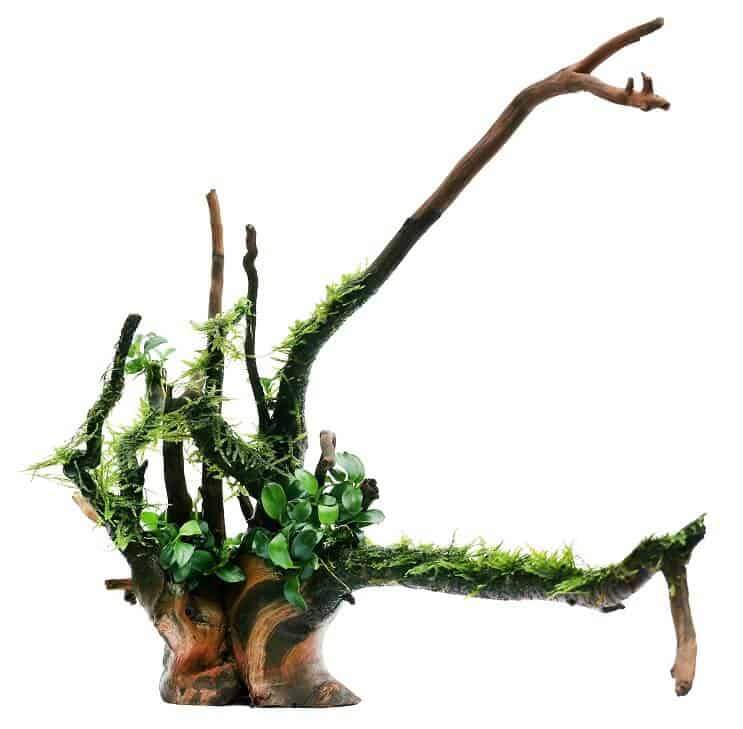 Anubias Nana och Java Moss