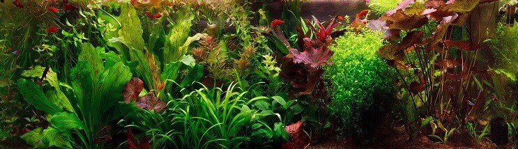 Holländska Aquascape