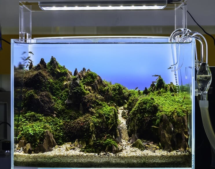 Vattenpassat akvarium