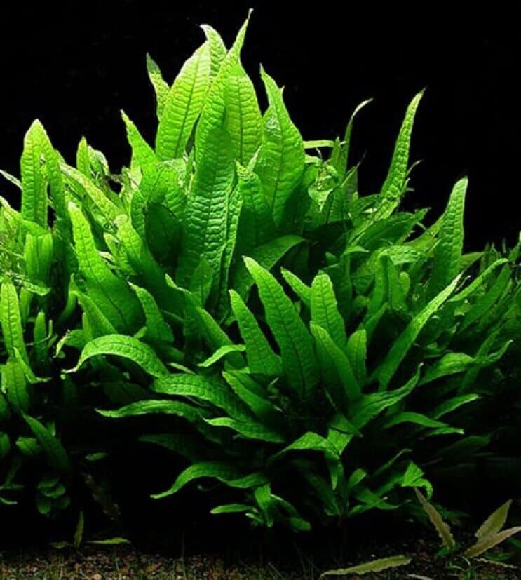 Java Fern utseende