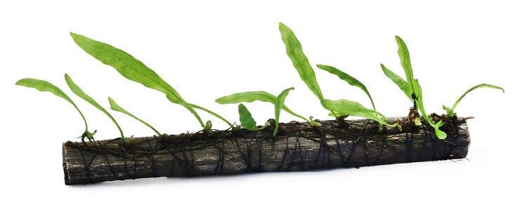 Plantering