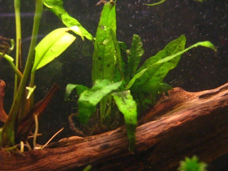Fortplantning