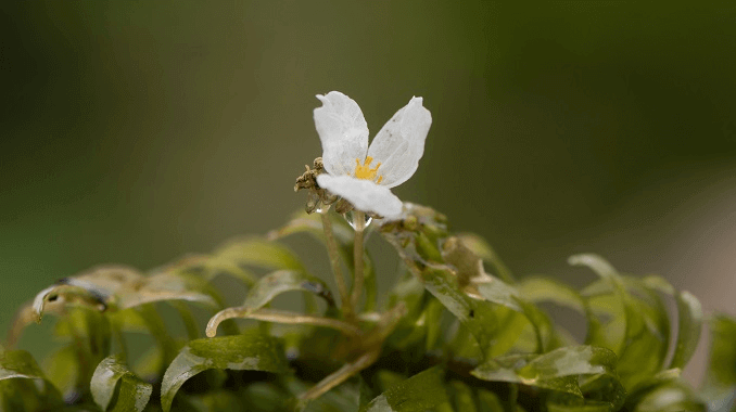 Anacharis blomma