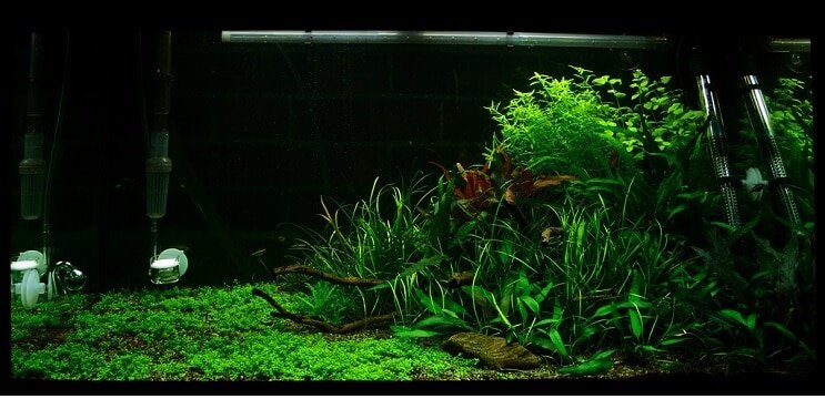 Tankförhållanden Staurogyne repens