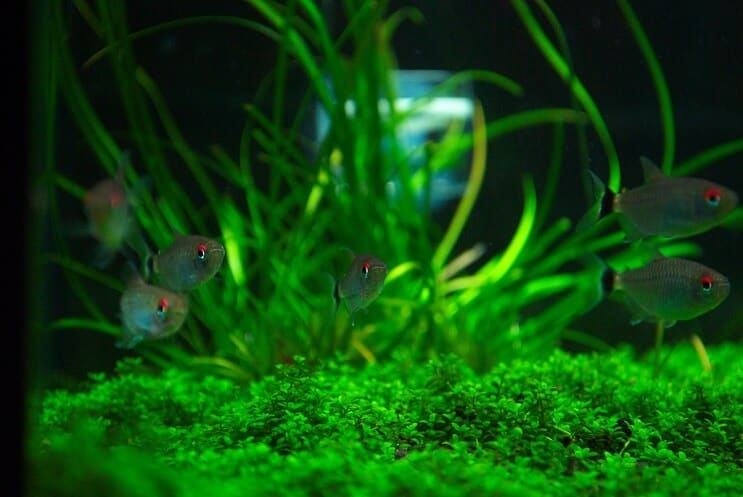 Tank Mates för Staurogyne Repens