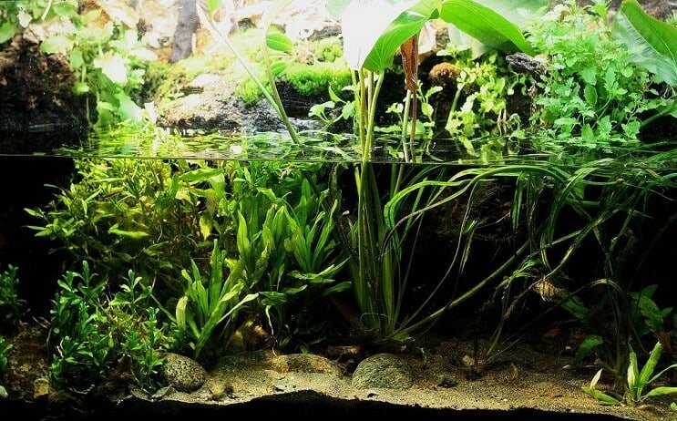 Paludarium Översikt