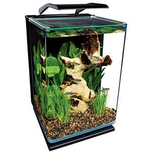 Litet akvarium perfekt för bänkskivan Paludarium