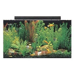 50 gallon tank idealisk för ett stort paludarium