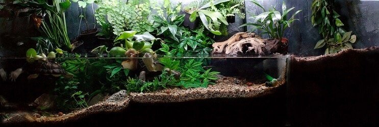 Paludarium växter