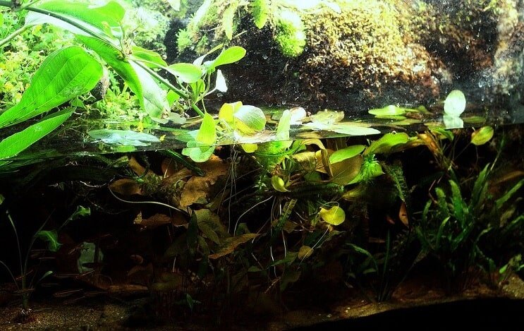 Paludarium-installation