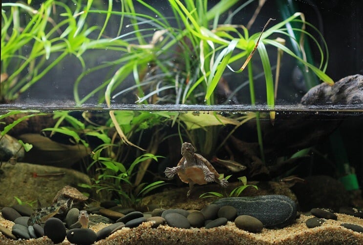 Paludarium Underhåll