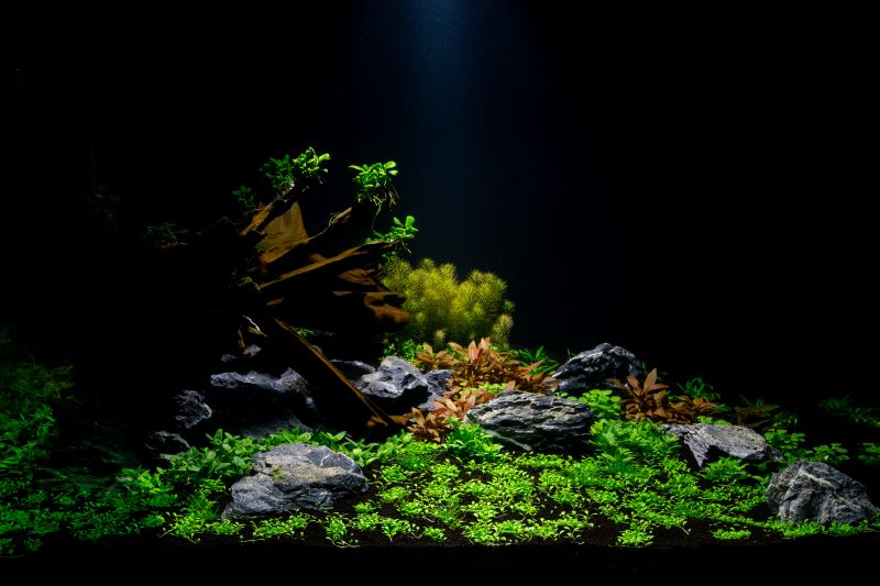 Bästa växter för Betta Fish