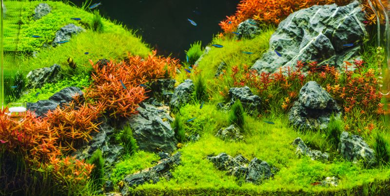 Bästa växter för Betta Fish
