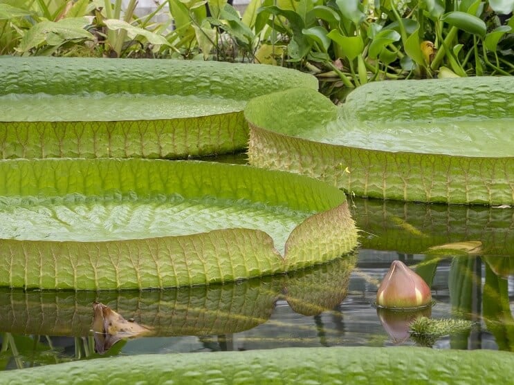 WaterLily Skötsel och underhåll