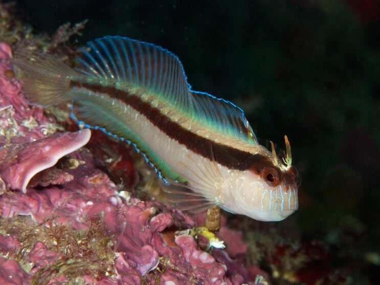 Vit Blenny