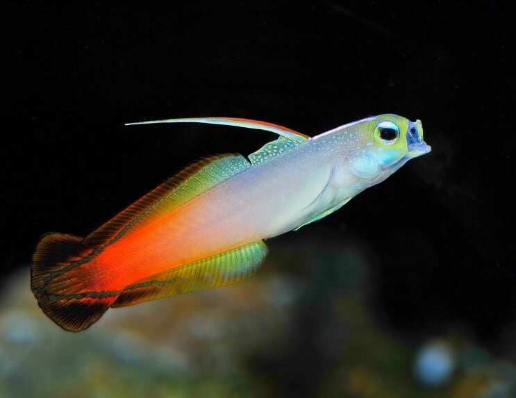 Brandfisk