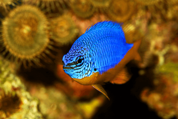 Azure Damselfish