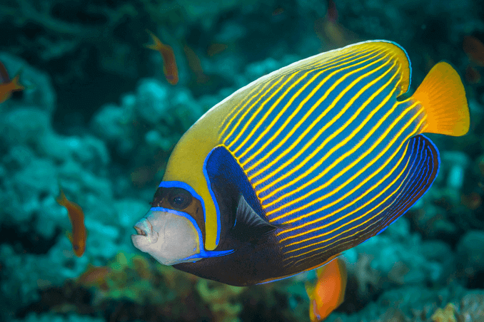 Kejsare Angelfish Three