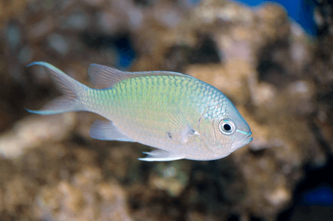 Grön Chromis Utseende