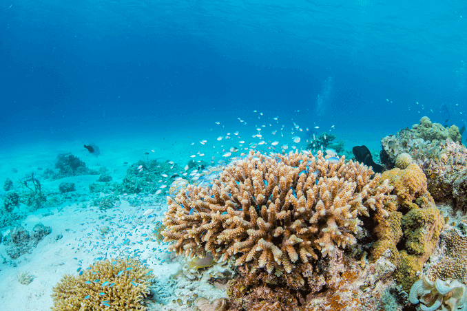 Grön Chromis Schoal