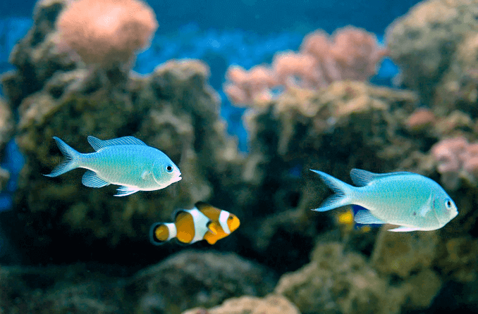 Grön Chromis-kompatibilitet