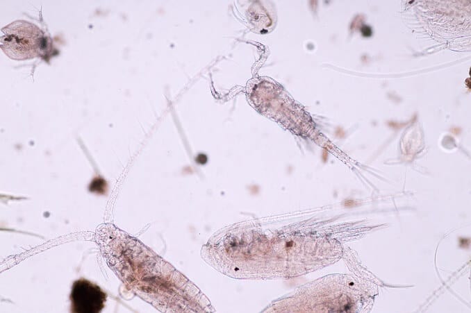 Pipefish diet och mat
