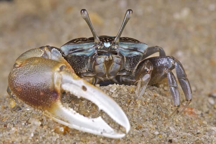 Fiddler Crab Close Up