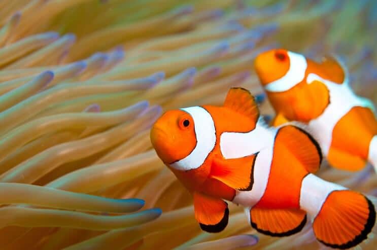 Clownfish Utseende
