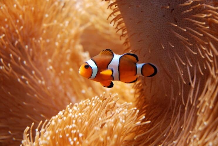 Clownfish med anemone