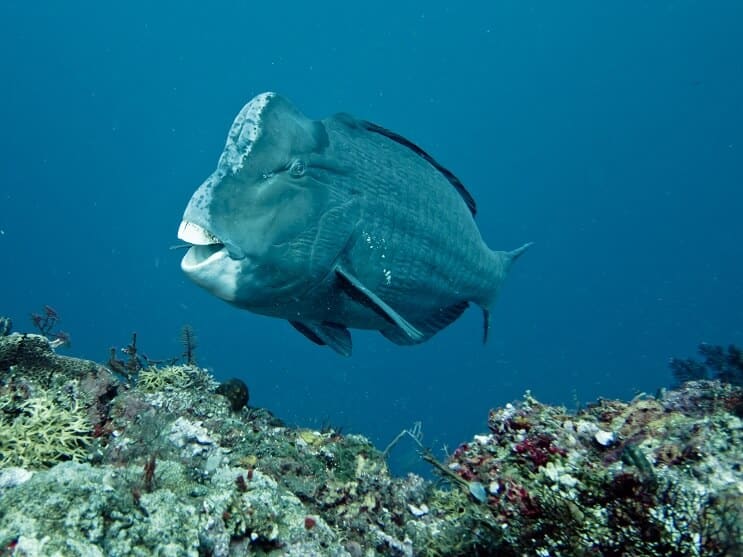 Humphead papegojfisk