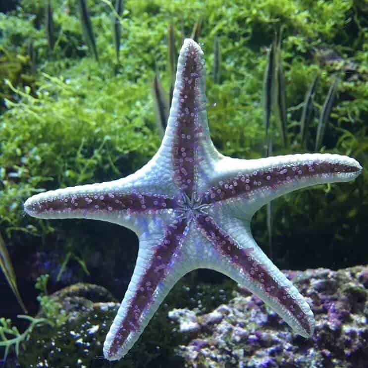 Sjöstjärna rör fötter