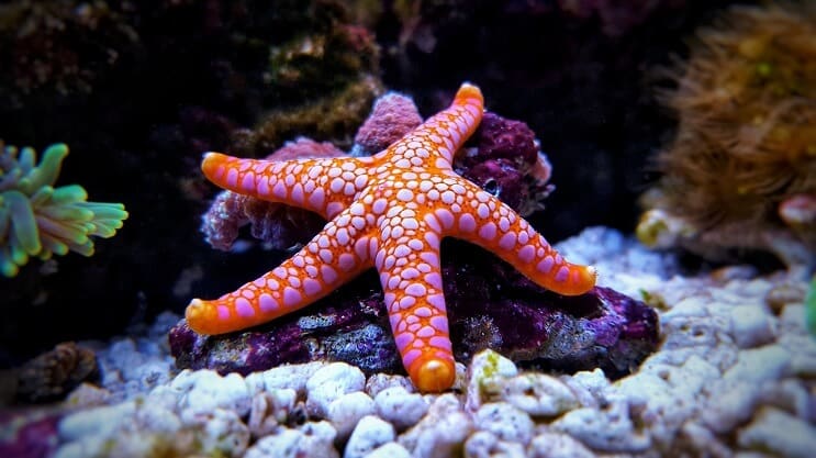 Sea Star i akvariet